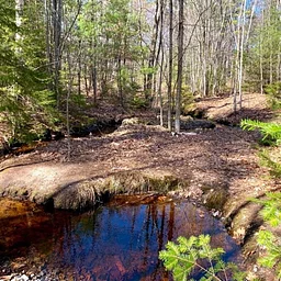 Autumn Magic in the Maine Woods