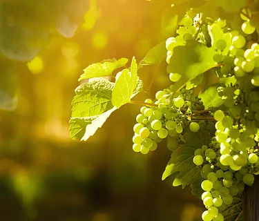 Vine to Glass: Sipping the Sun: A Masterclass in Mediterranean Terroir