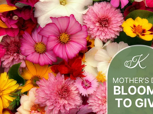 Blooms to Give for Mother’s Day Weekend