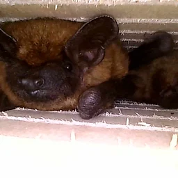Bat Walk at the Bailey Homestead