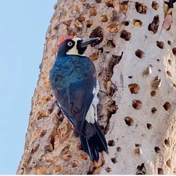 Acorn Woodpeckers: Cooperation, Conflict, and Family Drama