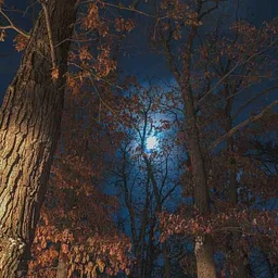 Night Hike