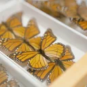 Science on Tap at Indeed Brewing: Biology