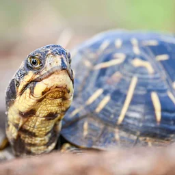 Turtle Time