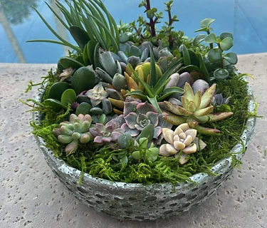 Succulent Bowl