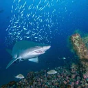 Lost Ships, Living Reefs: The Dual Legacy of North Carolina Shipwrecks