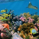 Camp Curiosity: Reef to Deep