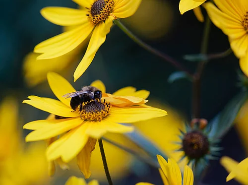 Kaul Wildflower Garden BioBlitz
