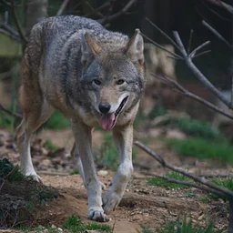 Wild Wonders: A Close Encounter with Native Animals