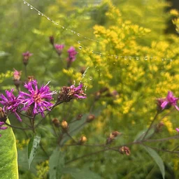 Native Planters