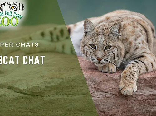 Bobcat Chat