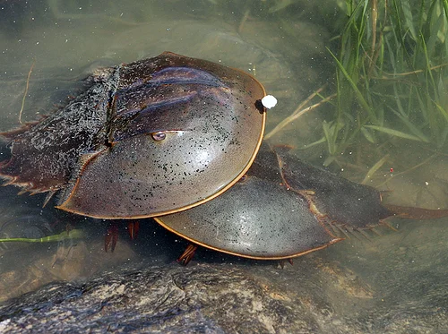 Field Trip into the Salt Marsh