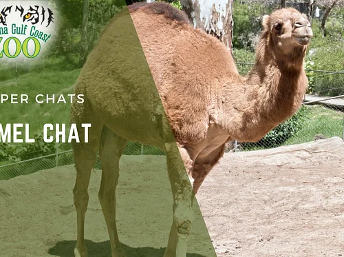 Camel Chat