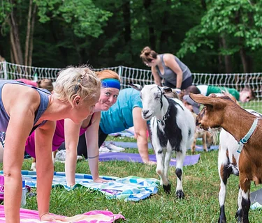Goat Yoga