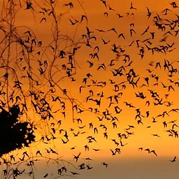 Bikes & Bats