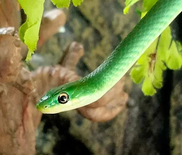 Radical Reptiles Series