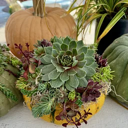 Pumpkin Succulent Centerpiece Workshop Oct. 17