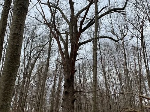 The Land as Archive: A Walking Tour of the Dudley Farm