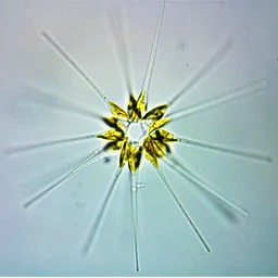 Science Saturday: Microworld