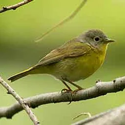 First Wednesday’s Bird Walk