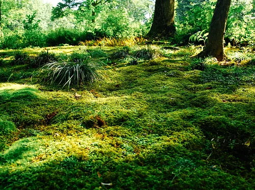 Propagation Workshop: Introduce Moss to Your Garden