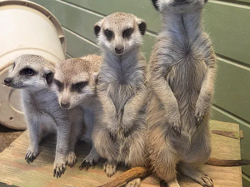 Adaptive Evening at the Zoo presented by Accel Therapies