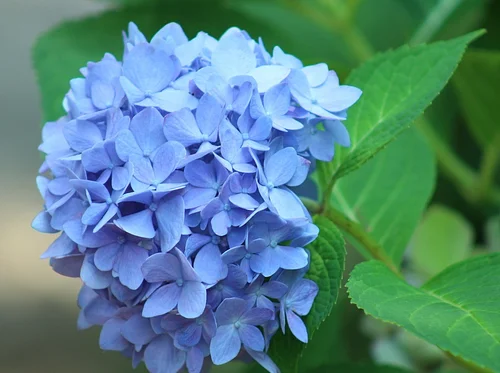 Hydrangeas Walk and Talk – June 6
