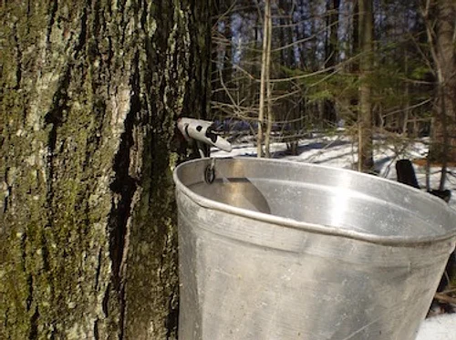 Maple Sugaring Tours ~ Week 4