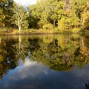 Forest Homeschool Hike