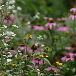 Gardening with Native Plants at the Port Chester-Rye Brook Public Library (for adults)