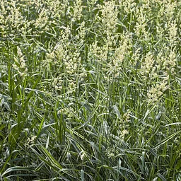 Grasses, Sedges and Rushes