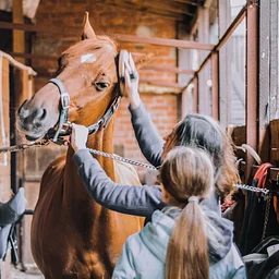 Open Groom Night