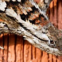 Reptiles of DFW