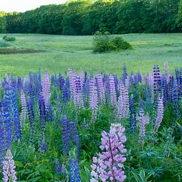 Trail Tuesday: Singing Meadows Preserve