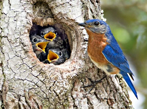 Birding at the Bartlett - June 27