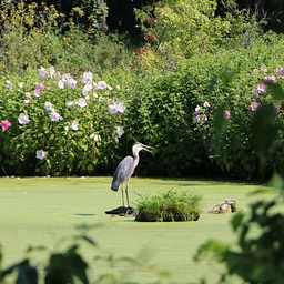 Sulky Bird Count