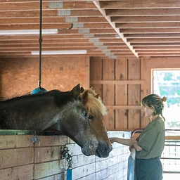 Farm Education: Horse Equipment
