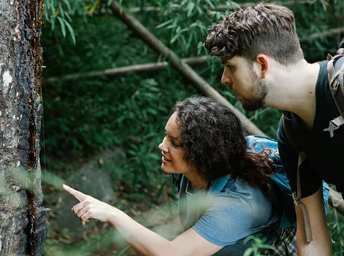 Advanced Tree ID Trek