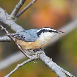Fall Migration Bird Walk 1