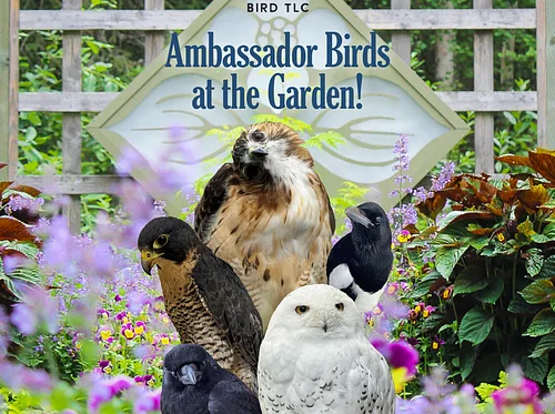 Bird TLC Ambassador Birds in the Garden