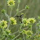Learn to Draw a Hummingbird With Colored Pencils (Online)
