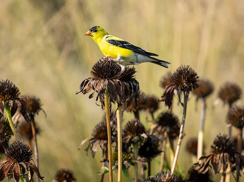 Spring Birds in the Garden: Birdwatching Walk with Beckham Bird Club