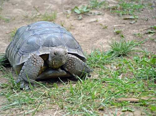 Nature Explorers – Turtles