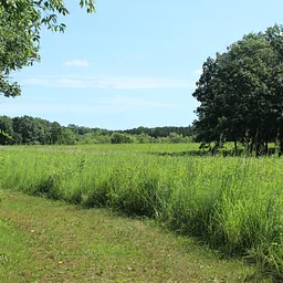 Morning Prairie Walk