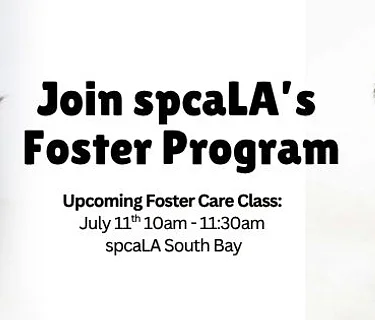 Foster Training Class – July 11th