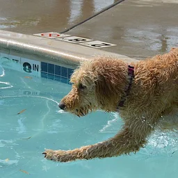 Dog Swim