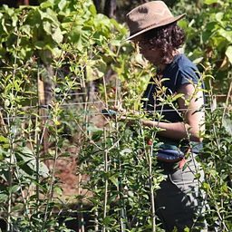 Fall Plant Sale · Public Sale