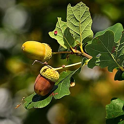 All About Oaks