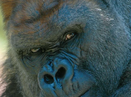 Gorilla Program