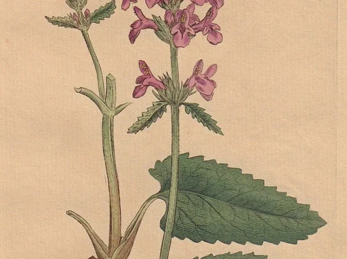 Early Medicine: Wood Betony & St. John's Wort